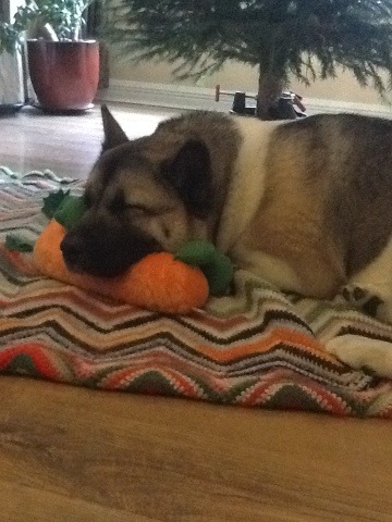 Akita picture20111210-215247.jpg