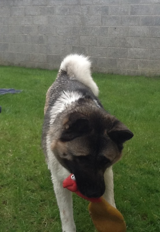 wet American Akita.jpg