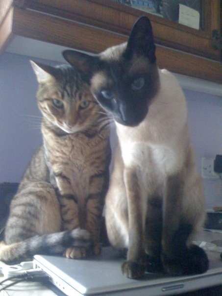 cats on a laptop.jpg