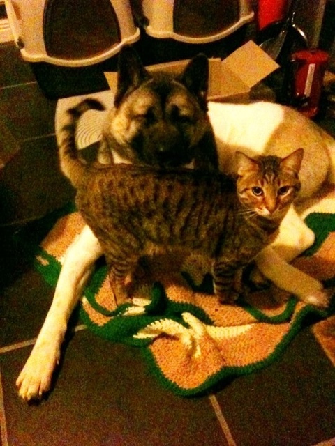 bengal and akita.jpg