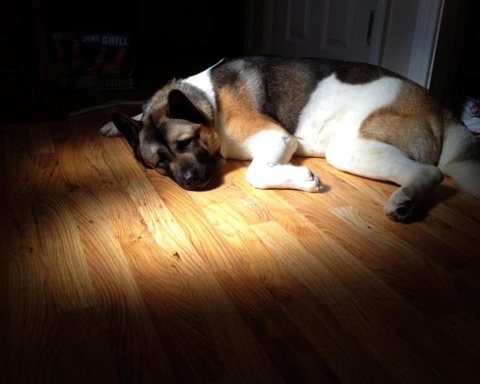 American Akita sleeping in the sun.jpg