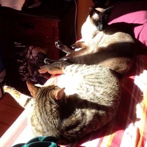 Bengal and Siamese cats in the sun.jpg