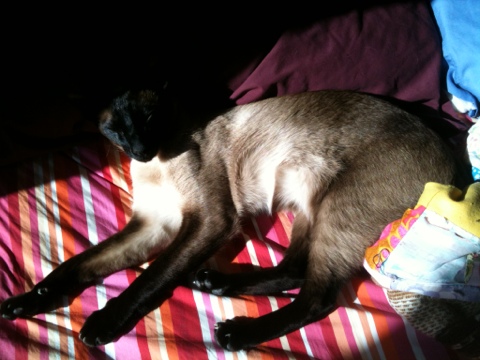 Siamese cat photo.jpg