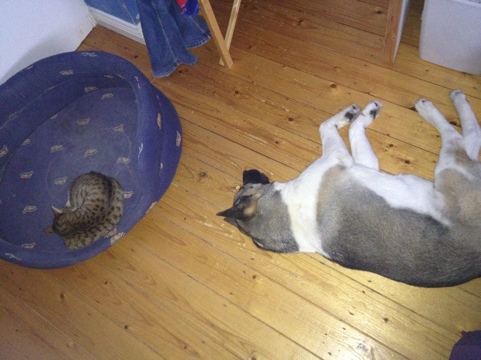 cat in big dog bed.jpg