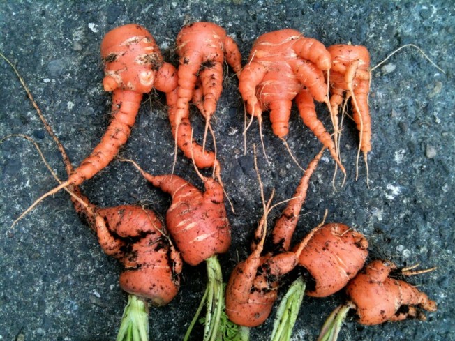 mandrake carrots.jpg