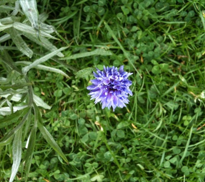 cornflower blue.jpg