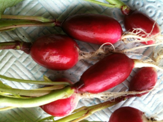 French breakfast radishes.jpg