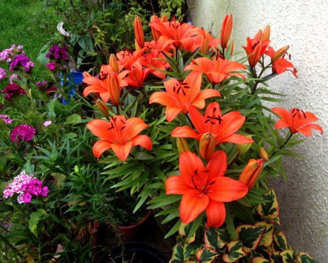 orange day lilies.jpg