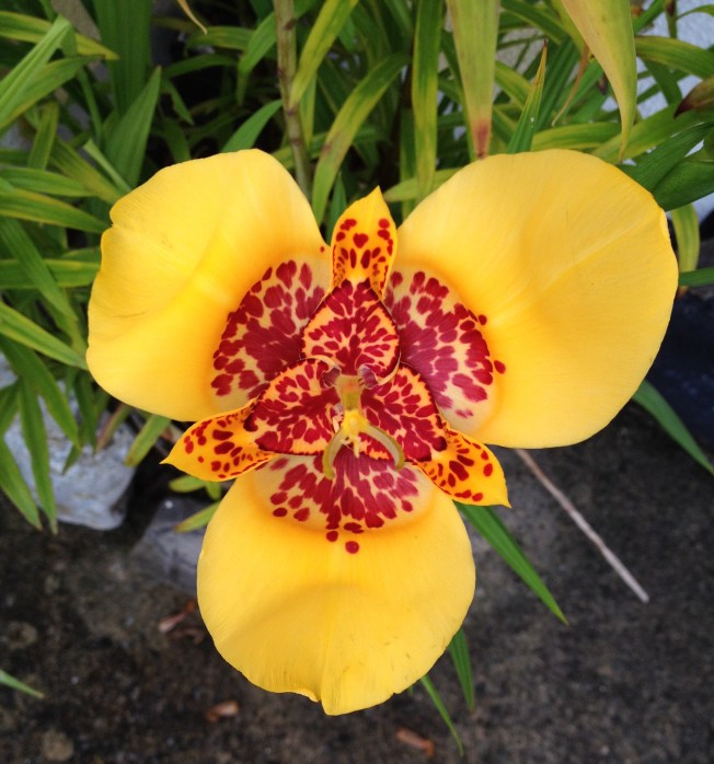 bright yellow tigridia.JPG