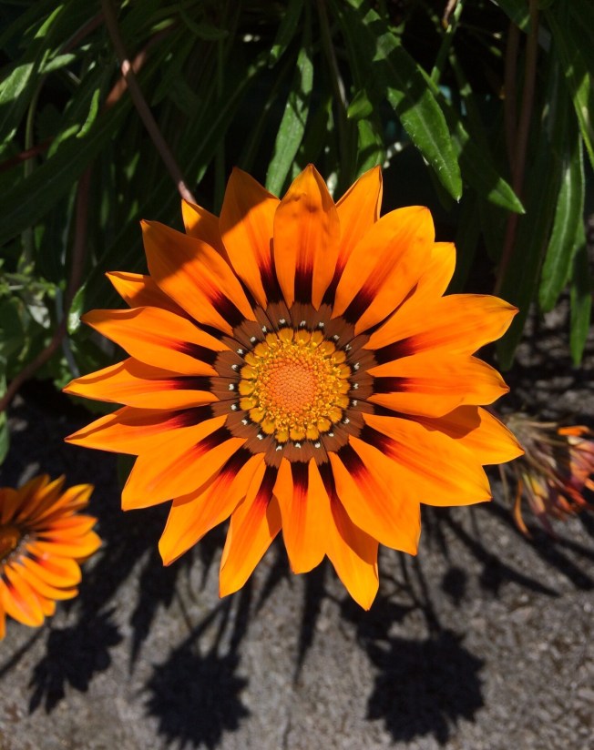Gazania 1